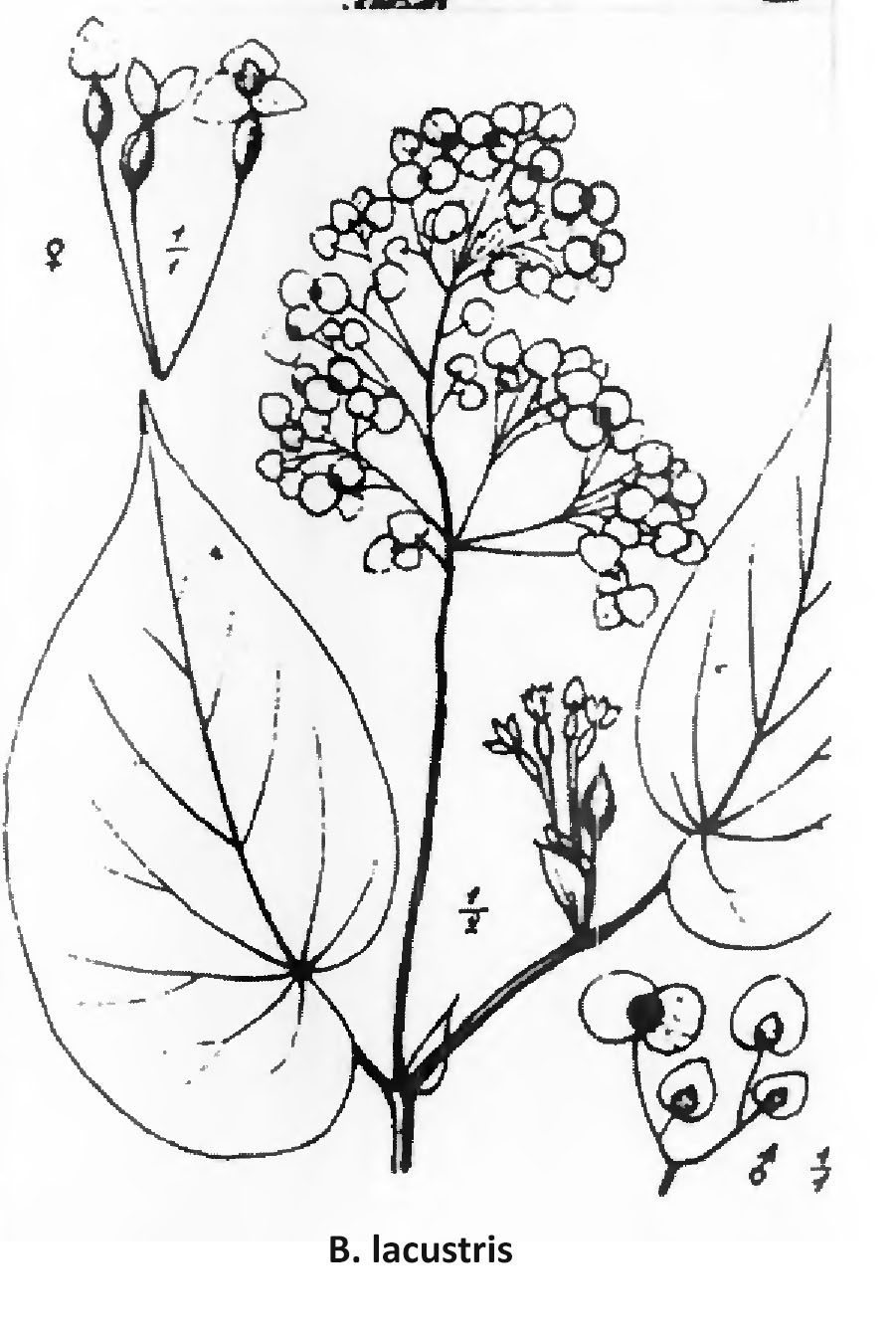 B. lacustris